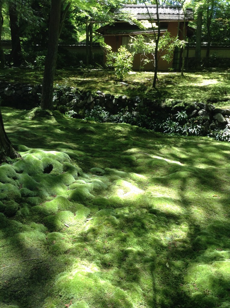 The light makes dappled patterns on the moss. - like a luxurious carpet