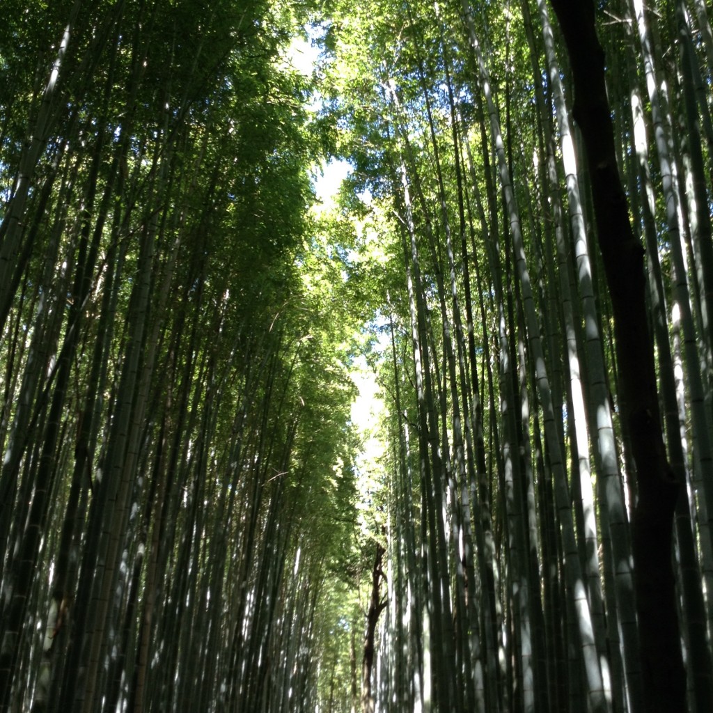 Avenue of bamboos near the temple